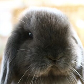 ウサギのチロル