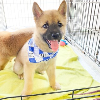 甘えん坊の柴風マルオくん　２ヶ月