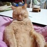 の写真