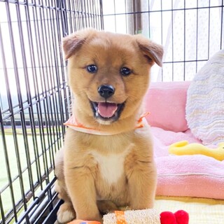 愛嬌たっぷり　マルコちゃん　1ヶ月半