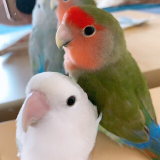 コザクラインコ2羽、里親さん募集します！