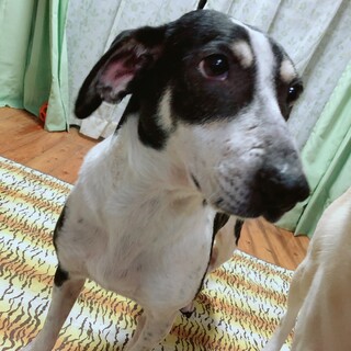 甘えん坊可愛いたるとちゃん、右前足欠損