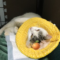 「ゴロリーン。」サムネイル1