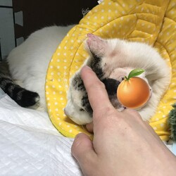 「ゴロリーン。」サムネイル2