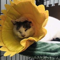 「ゴロリーン。」サムネイル3