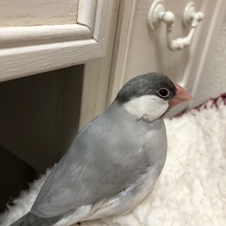 シルバー文鳥1匹里親募集！