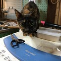 緊急です