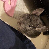 おち