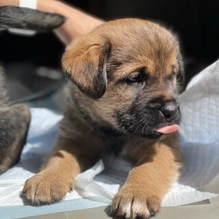 大きめmix犬の仔犬男の子