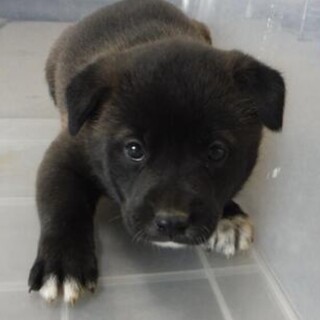保護団体様より引き出し完了。子犬♀292