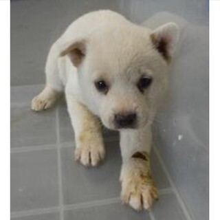 保護団体様より引き出し完了。子犬♀293