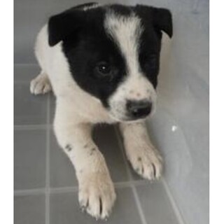 保護団体様より引き出し完了。子犬♀295