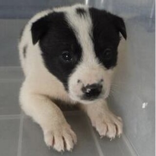 保護団体様より引き出し完了。子犬♀296