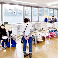 保護ねこさんの里親会（犬猫譲渡会）