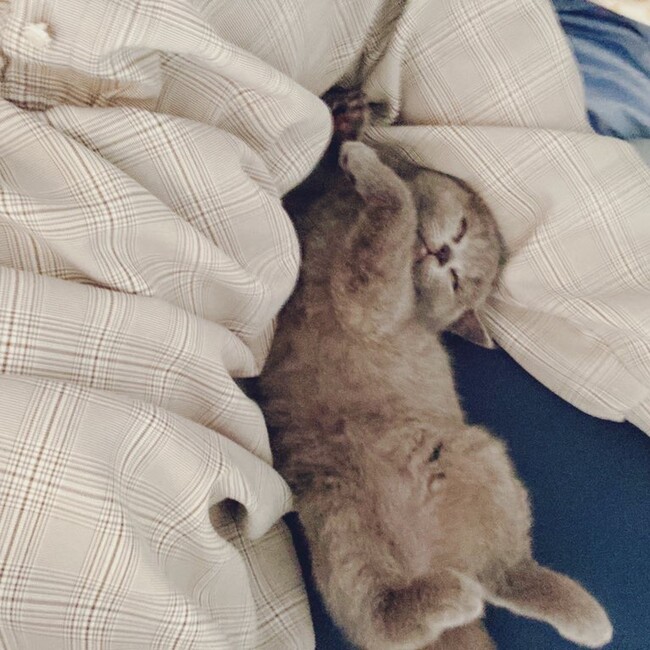 ゆきゅのカバー写真