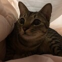 元気で甘えん坊な男の子です