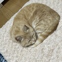 里親募集　マンチカン♀ 生猫