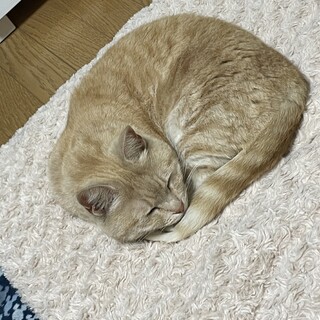 里親募集　マンチカン♀ 生猫