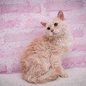 ラパーマ(2歳の男の子)