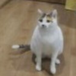 「ミコちゃん、里親様決まりました！」サムネイル3