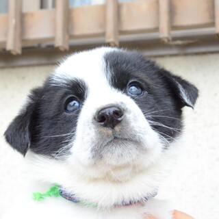 『春の笑顔シリーズ』よもぎ君♪