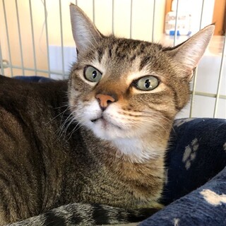 穏やかで優しい甘えんぼ　トワ君