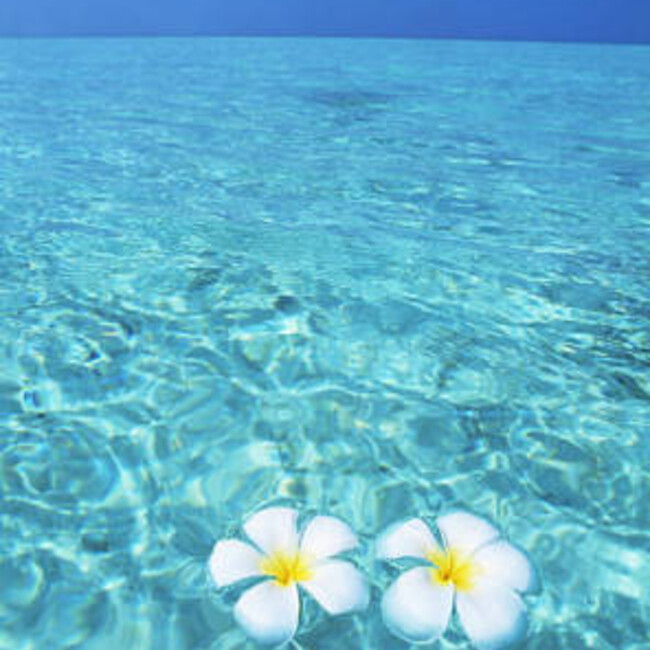 ウェイポリンのカバー写真