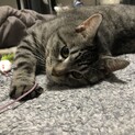 鍵しっぽの男の子の家族を探しています。