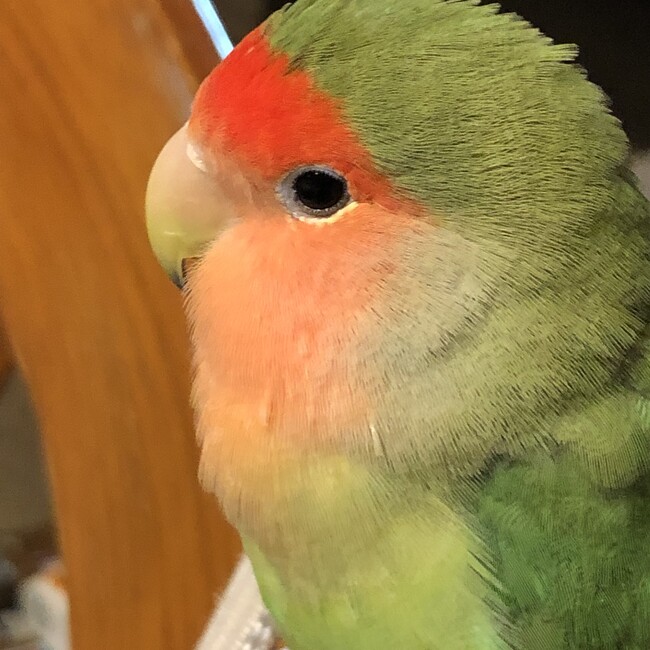 momopeach1のカバー写真