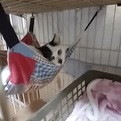 「両方ってなんやねん！」サムネイル1