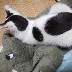 「両方ってなんやねん！」サムネイル2