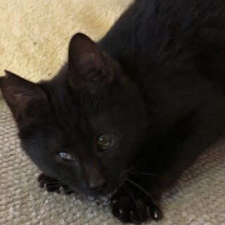 超甘えんぼスリスリゴロゴロの　ソルテ君