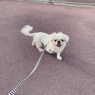 一旦募集締め切ります