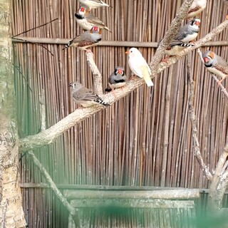 錦花鳥(キンカチョウ)多数、里親募集