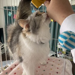 今日で6週間