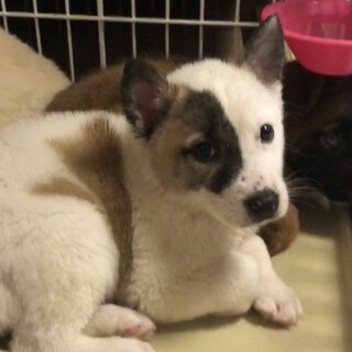 【里親様決定】ザック♂の幸せが見つかりました♡