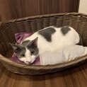 お膝が大好き甘えん坊な女の子ゆずちゃん♫