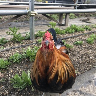 ニワトリ・アローカナの雄　5ヶ月目　