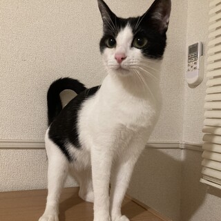 【翔（しょう）】綺麗な黒白はちわれ☆9ヶ月の男の子