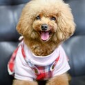 トイプードル レッド お雛ちゃん 里親様募集☆