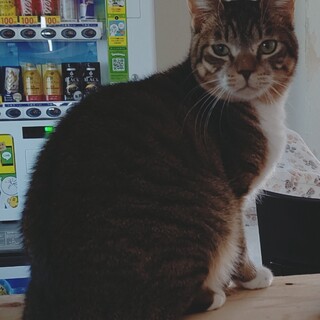 【保護猫】つむぎ推定1歳♂キジシロ