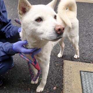 【助けてください】猟犬だと思われる綺麗な男の子