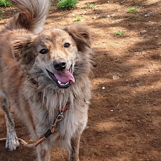 慣れたら明るく他犬にも優しい
