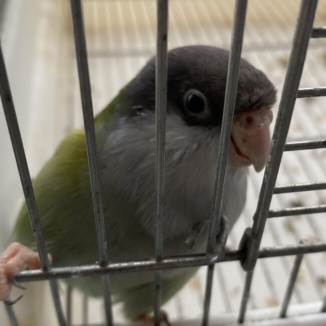 ミニベロのカバー写真