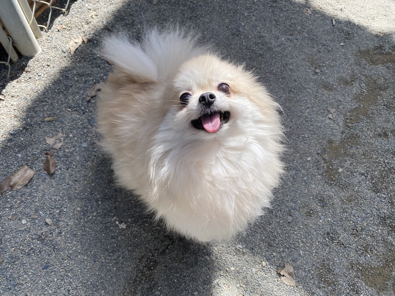 ポメのたんたん 和歌山県 犬の里親募集 ペットのおうち 月間利用者150万人