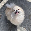 ポメのたんたん