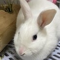 白ウサギの里親募集です