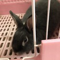 太子くん 1歳半 穏やかで可愛い兎です