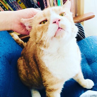 デカ顔の甘えん坊！パップ君