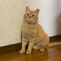 人が大好き☆しずくちゃん
